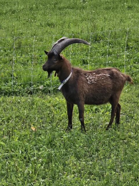 Aosta-Bock Sigi