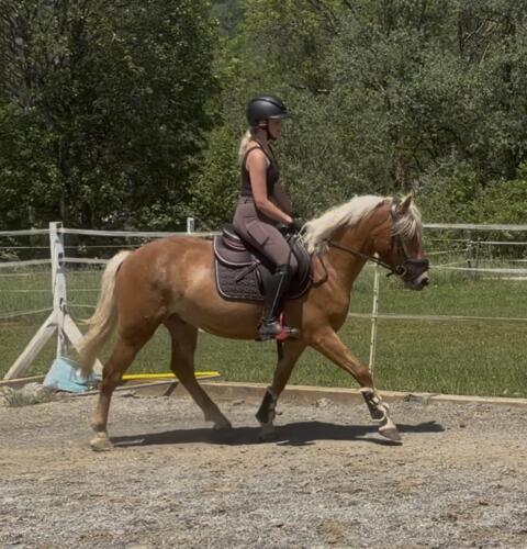 Toller Haflinger-Wallach