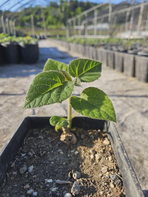 Blauglockenbaum, Paulownia