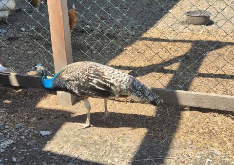 Pfau