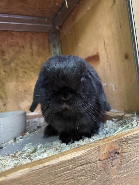 Blacky sucht ein liebevolles Zuhause