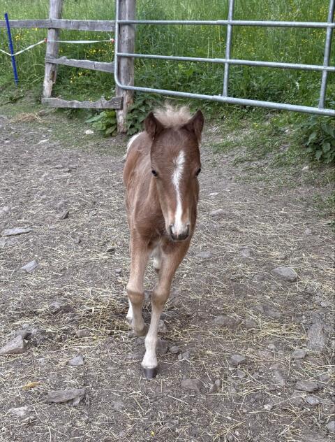 Classic Pony Hengstfohlen