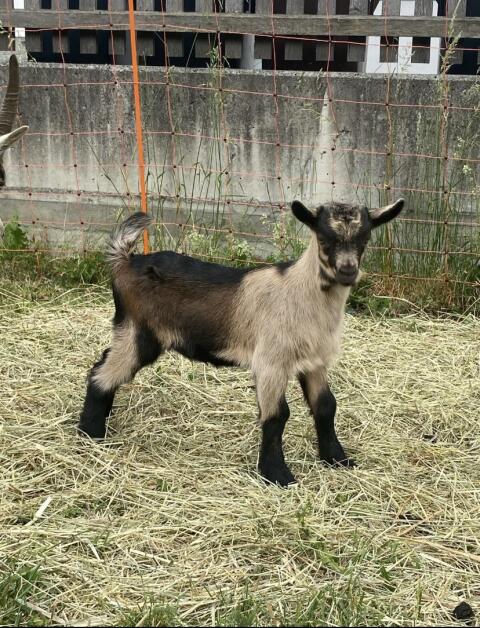 Ziegenbock