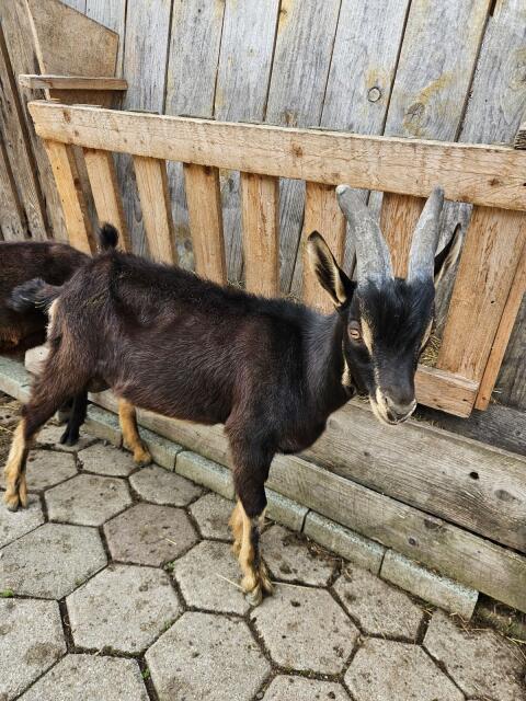 Aosta-Bockkitz