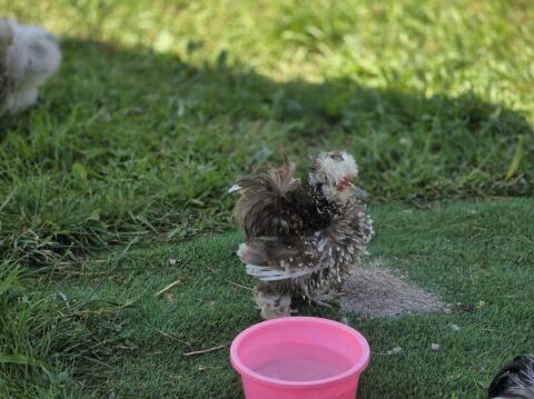 US Silkie Hahn gestruppt in Black Mottled