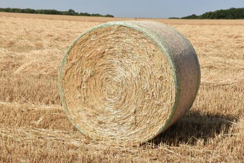 Triticale Stroh