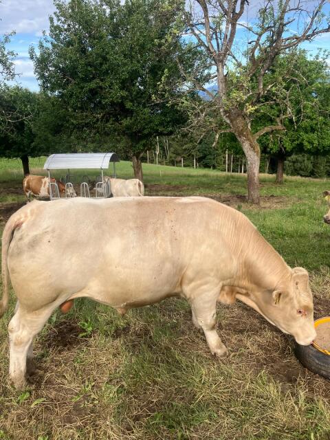 Kärntner Blondvieh Stier