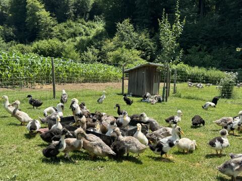 Junge Landenten, Enten, Schneckenenten