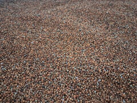 Körnerhirse Sorghum