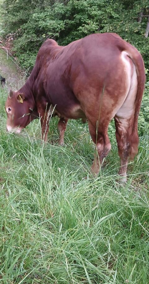 Zebu Zuchtstier