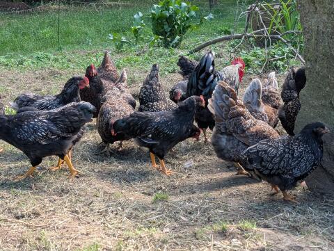 Barnevelder Junghahn