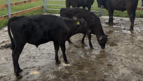 2 Stk. Angus, Jersey Jungstiere