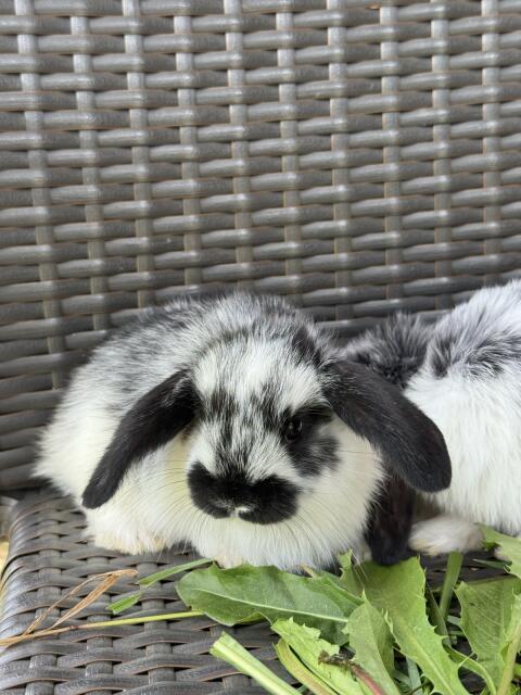 NHD-Mini-Lop-Babys aus liebevoller Hobbyzucht
