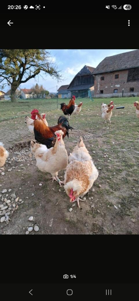 Sulmtaler Hühner