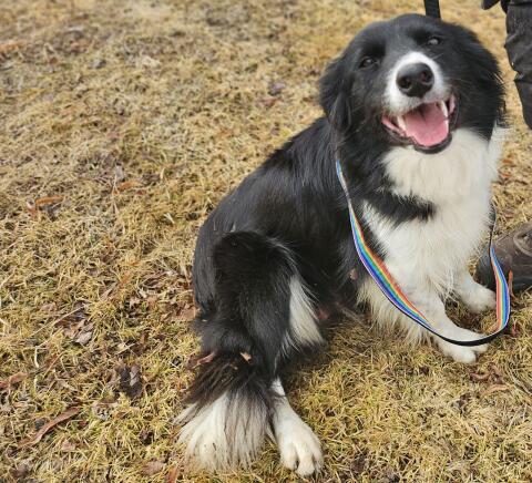 Border Collie Hündin
