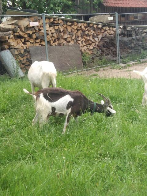 Ziege Lumpine