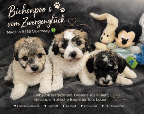 Bichonpoo (Bichon Frise mit Zwergpudel) mit AT