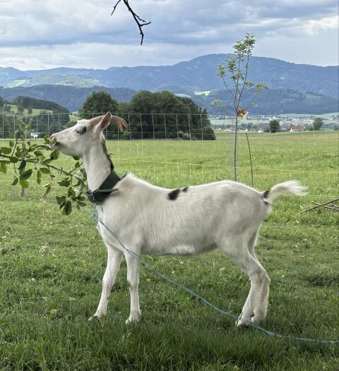 Steirerschecken-Ziegen