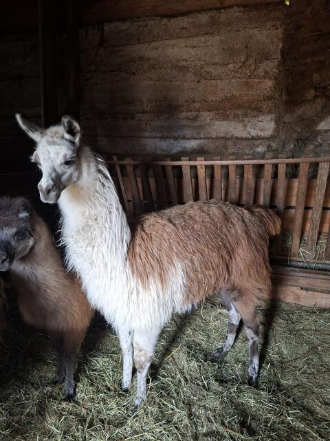 Lama Hengst und/oder Weibchen zu verkaufen