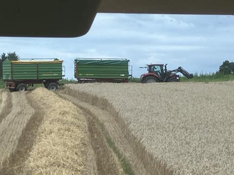 Verkaufe Triticale ab Feld