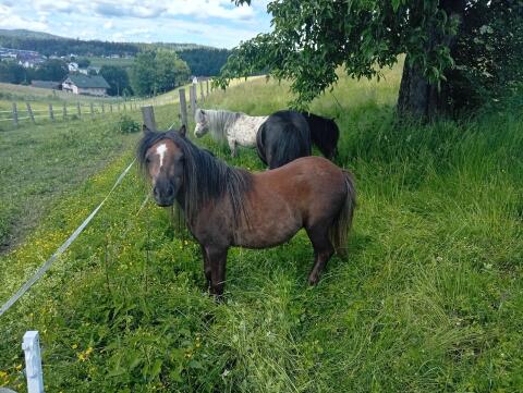 Minipony-Stute mit Papier