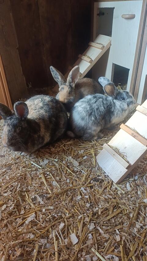 Hasen