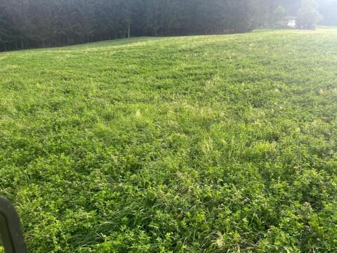 Silageballen