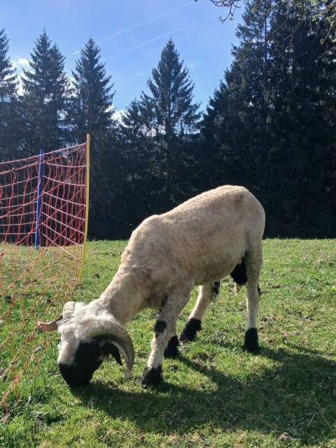 Walliser Schwarznasenwidder