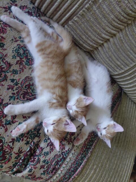 Katzenbabys suchen neues Zuhause