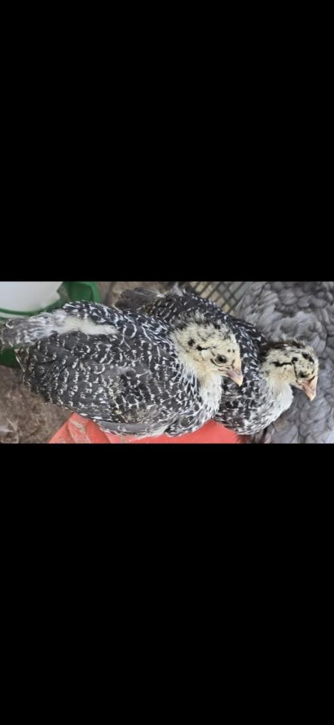 Ostfriesische Möwen