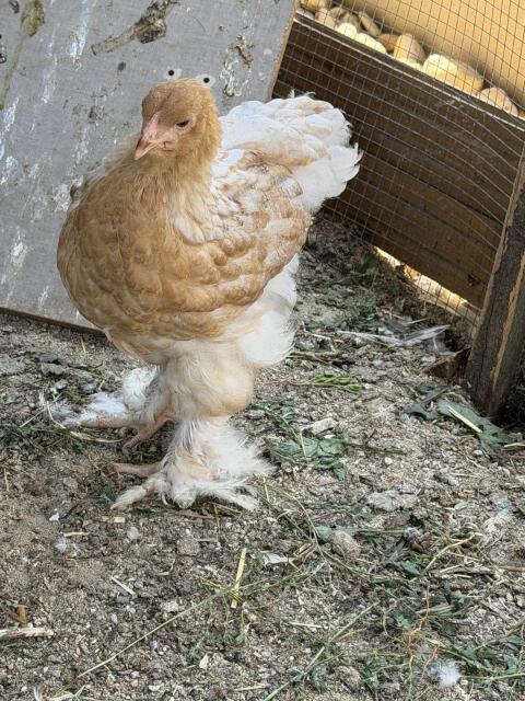 Brahma