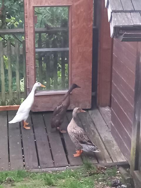 2 junge Laufenten suchen einen neuen Schneckengarten