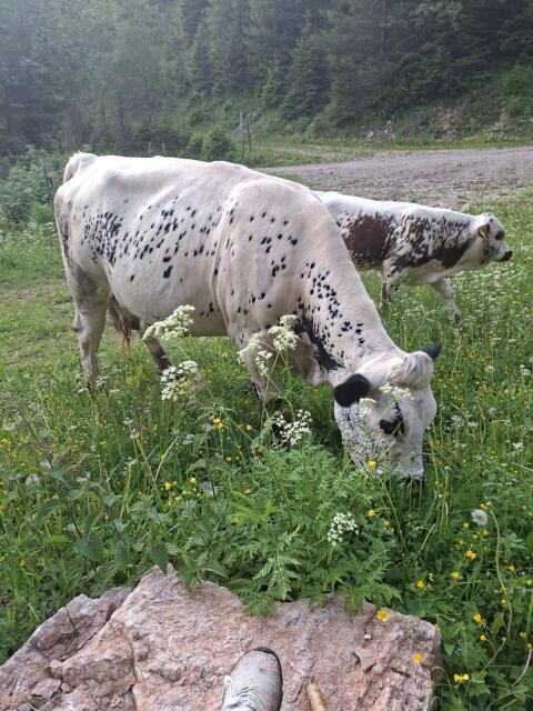 Pustertaler Sprinzen Stier
