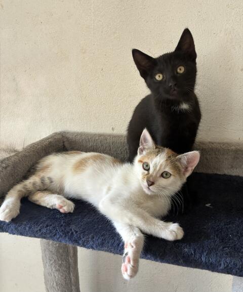 Katzenbabys (weiblich)