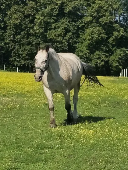 Reitbeteiligung für wunderschönen Wallach gesucht