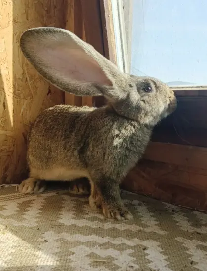 Riesenkaninchen