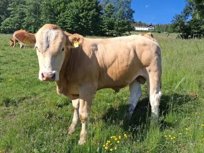 Bio-Stier