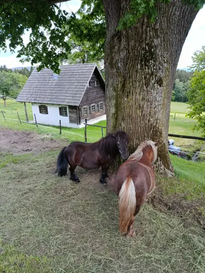 Mini-Shetland-Ponys