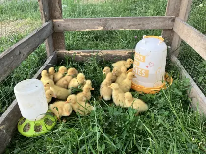 Verkauf von Pekingenten