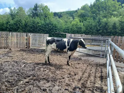 Holstein Kalbinnen