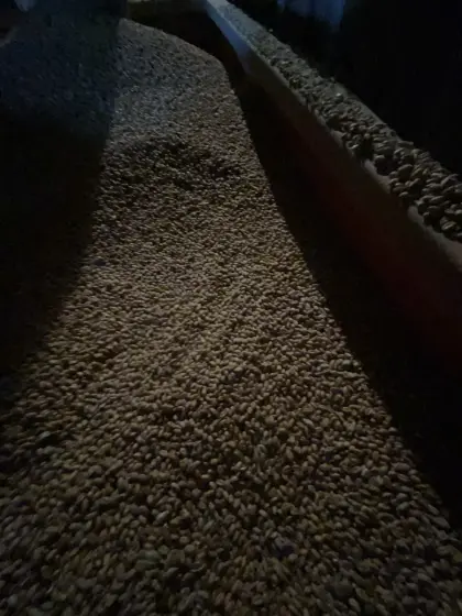 Futterweizen