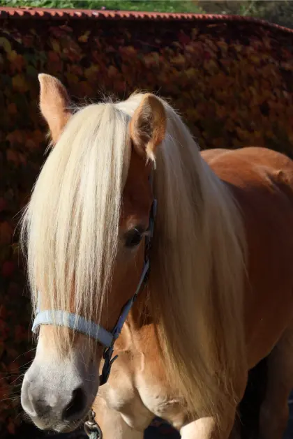Haflinger-Wallach Armando