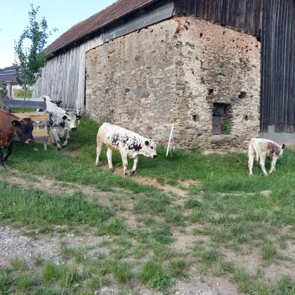Einsteller weiblich Bio