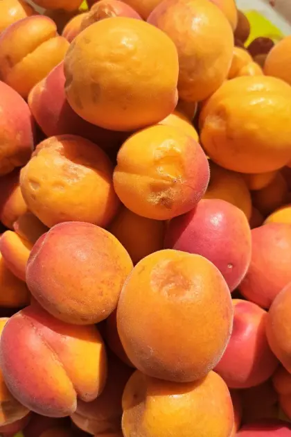 Marillenmaische