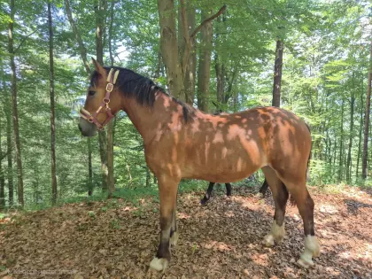 Pony-Stute, Jährling, 144 cm Endmaß