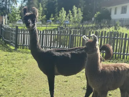 Wooly-Lama