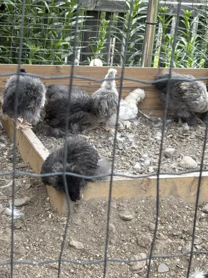 Seidenküken