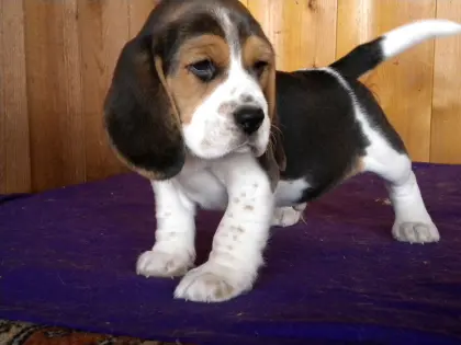 Beagle-Welpen von registriertem Züchter kaufen