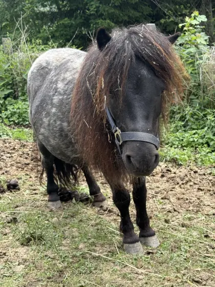 Ponystute mit Fohlen