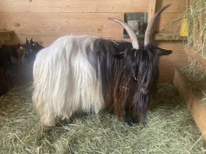 Walliser Schwarzhalsziegen HB, Bio